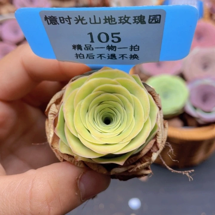 山地玫瑰105裸根发货不售后