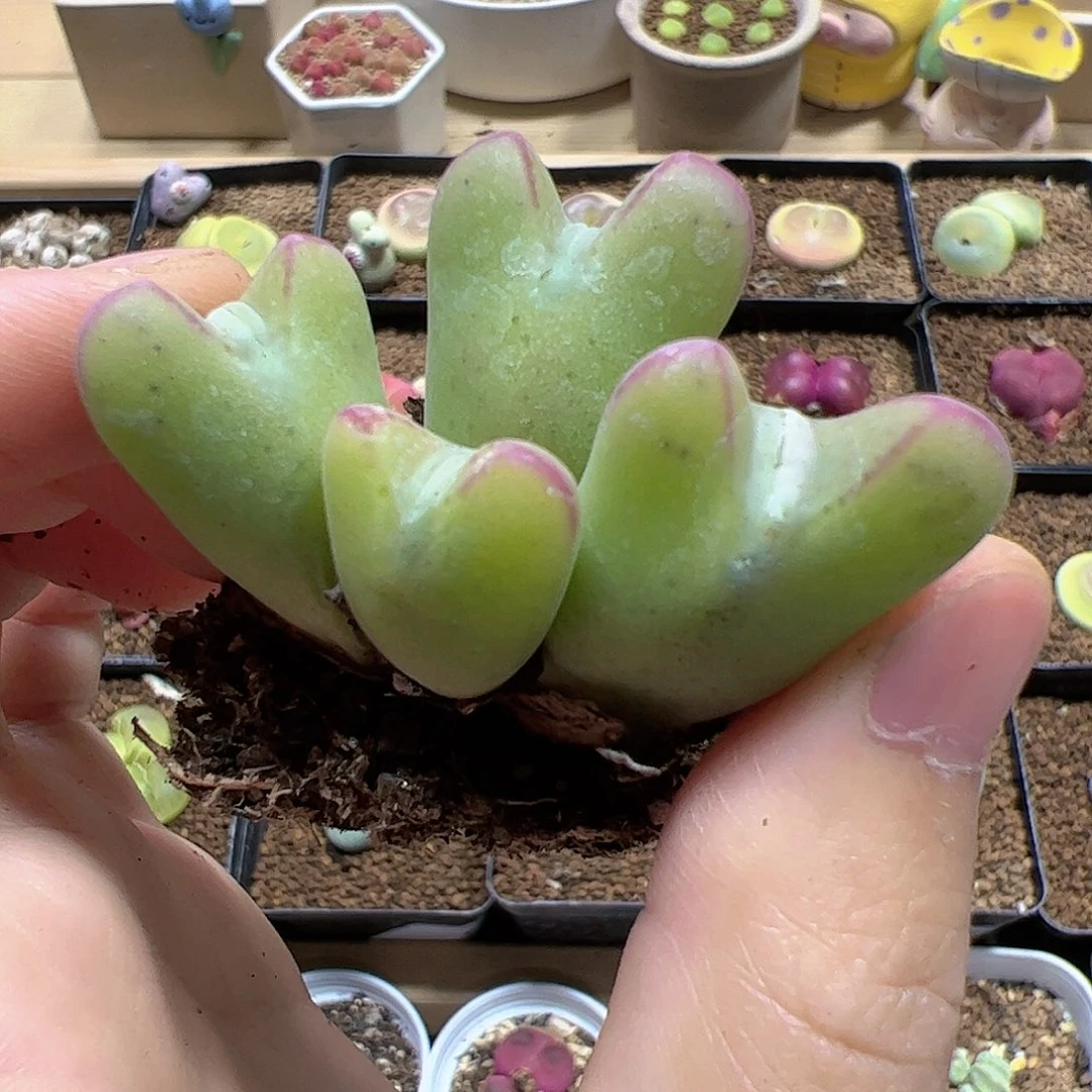 【闪购商品】216 开播福利