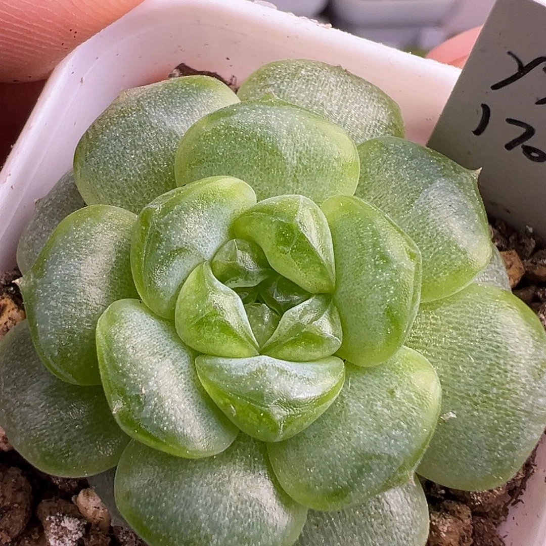 遥遥领先 冰玻璃渣。