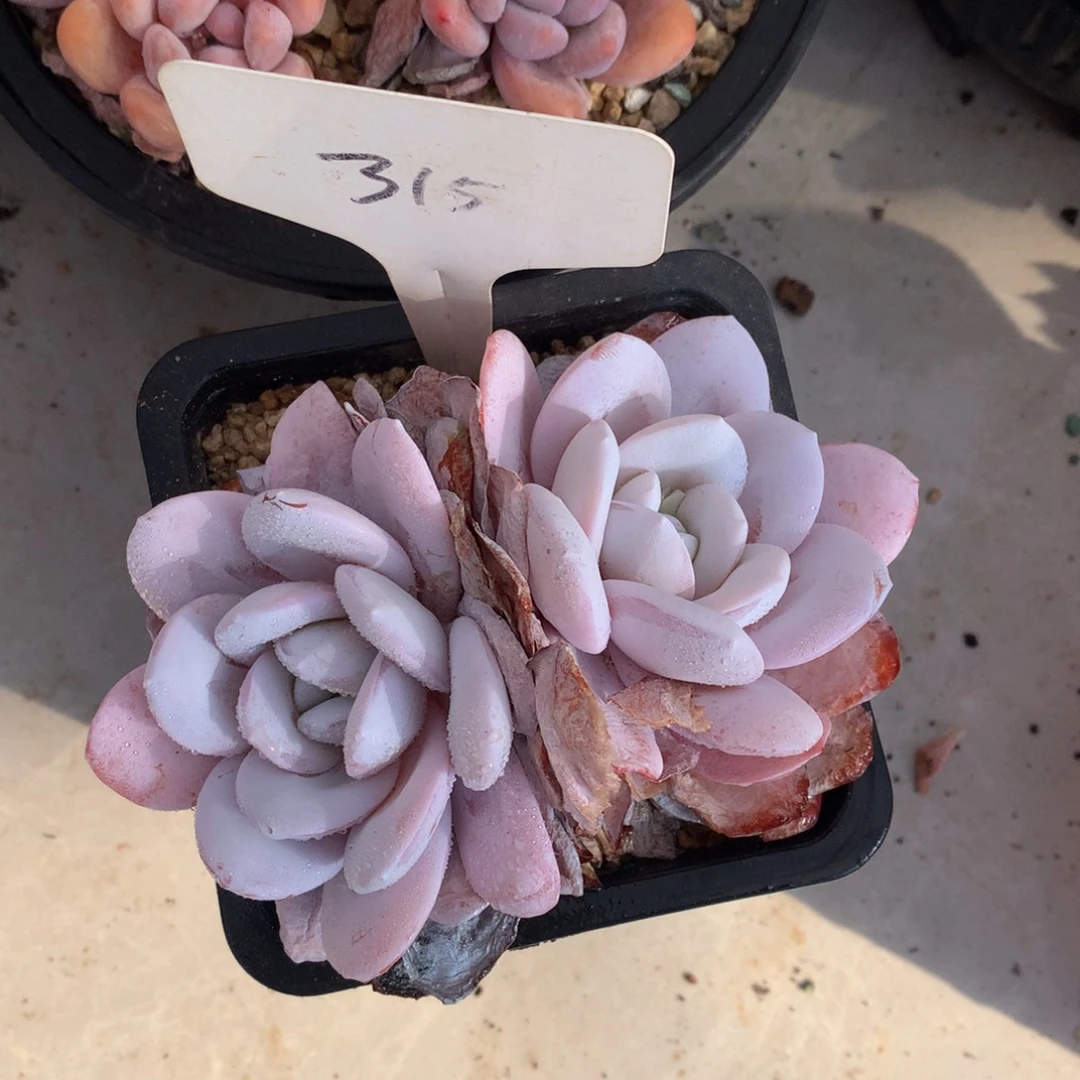 双头芙蓉雪莲727272727272