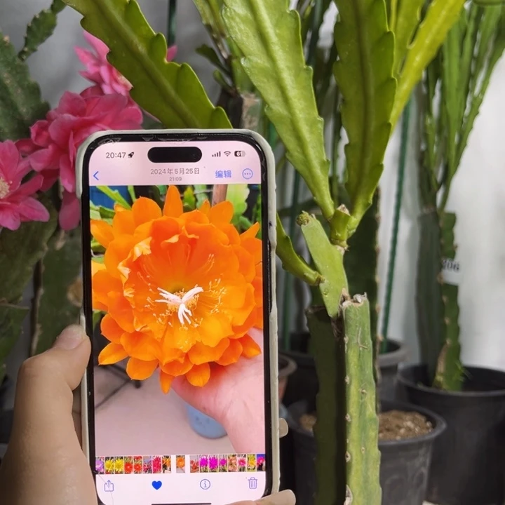 当前无花栽培后可以开花520