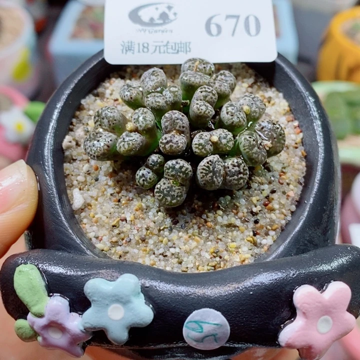 生石花花红红火火670