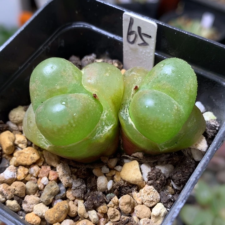 毛汉尼带盆土发货