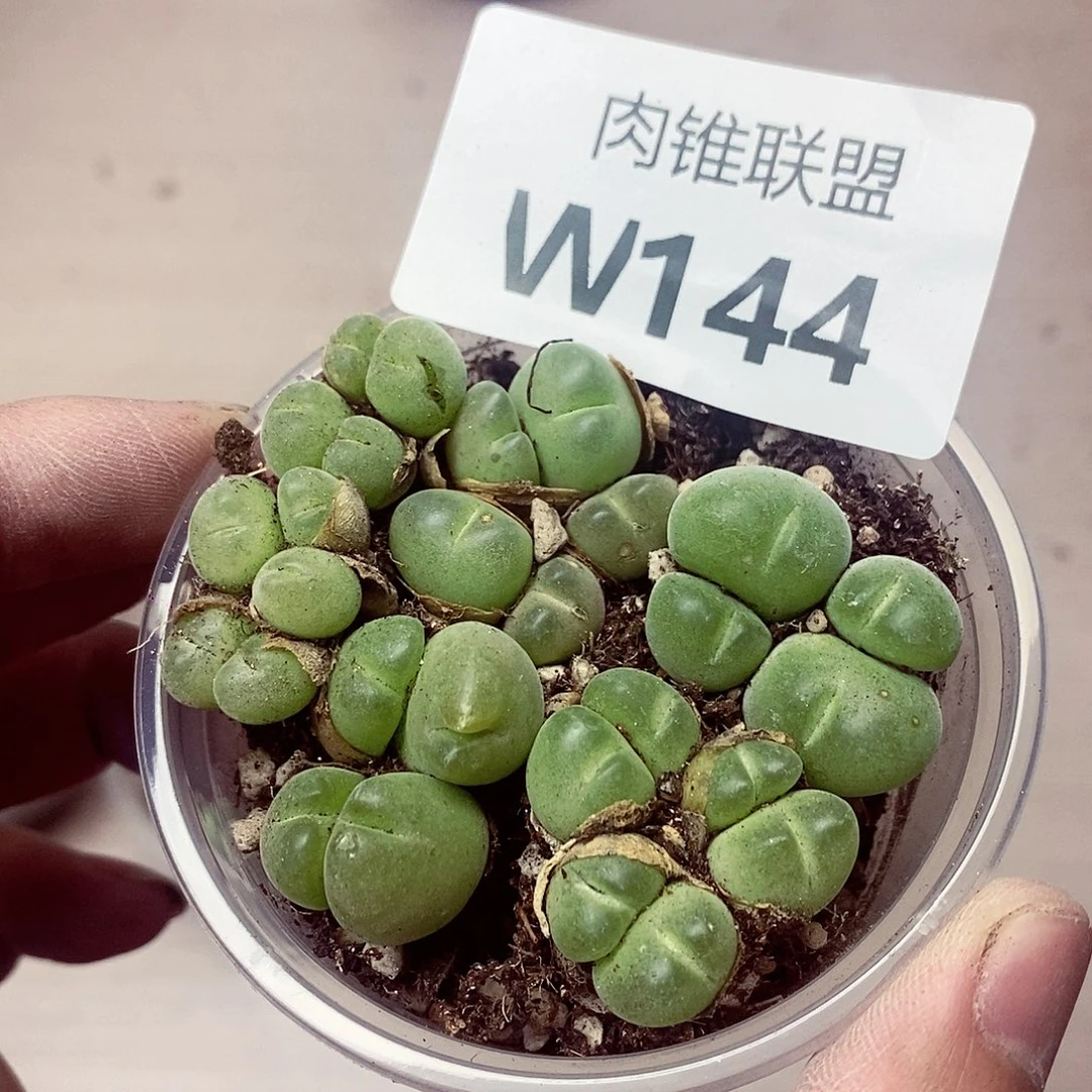 144呃呃呃呃呃呃呃呃呃呃呃呃