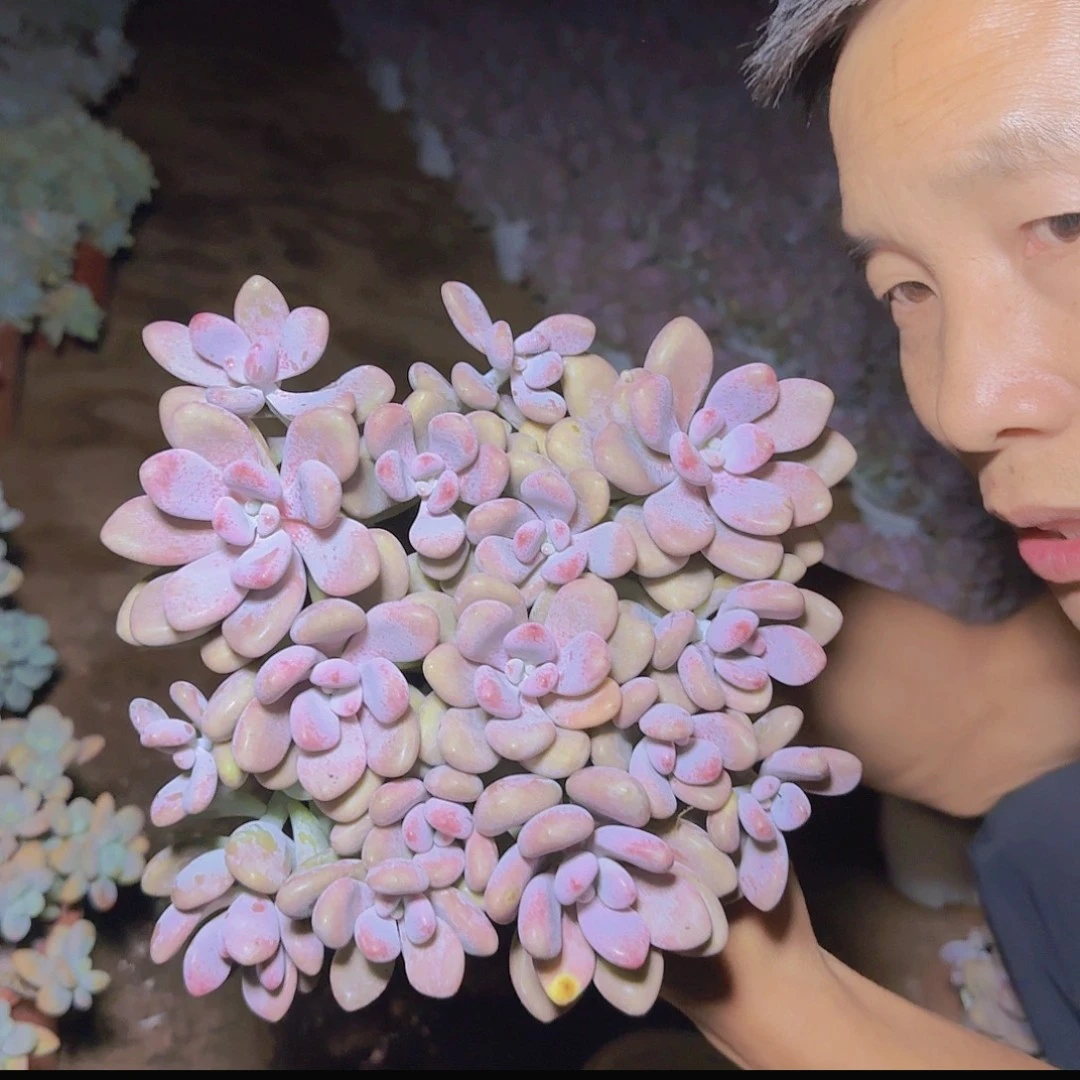 盆栽桃蛋多肉多肉