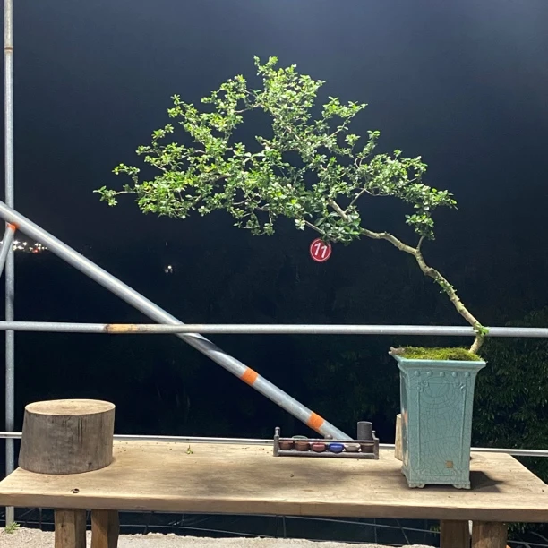 《清羽园艺》海岛小叶栀子花