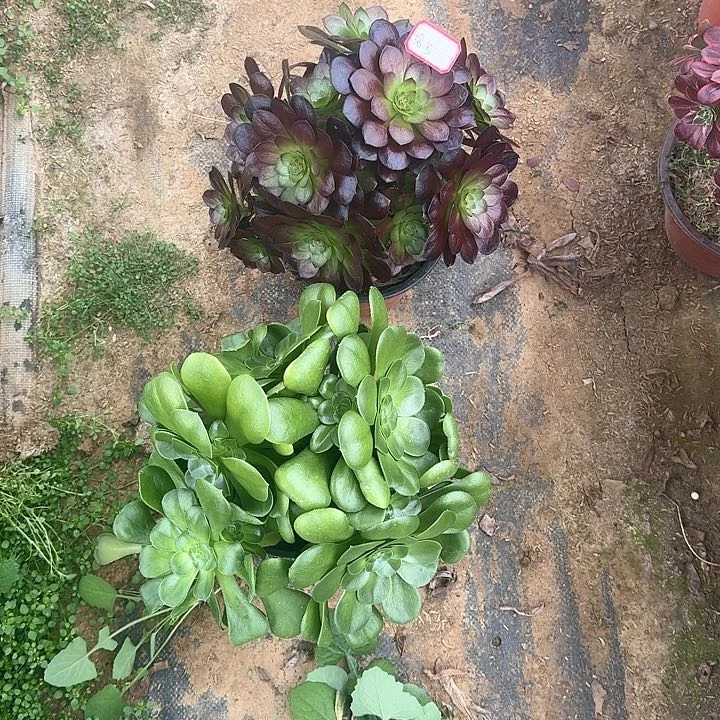 多肉植物法师两个58号无售后