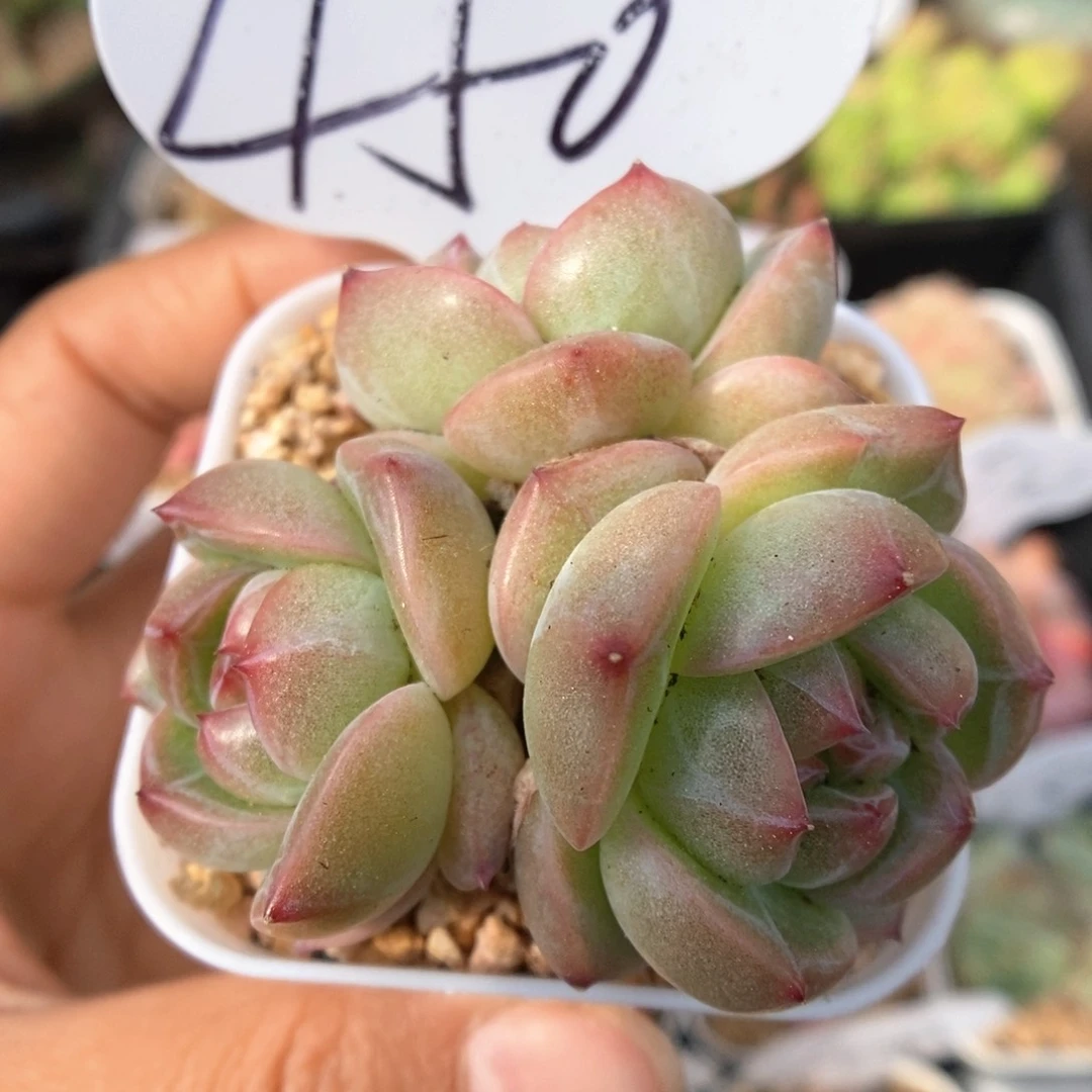 梦之蓝群生可拍450号。