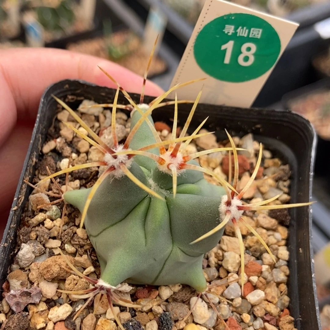 实生花刺春楼一颗
