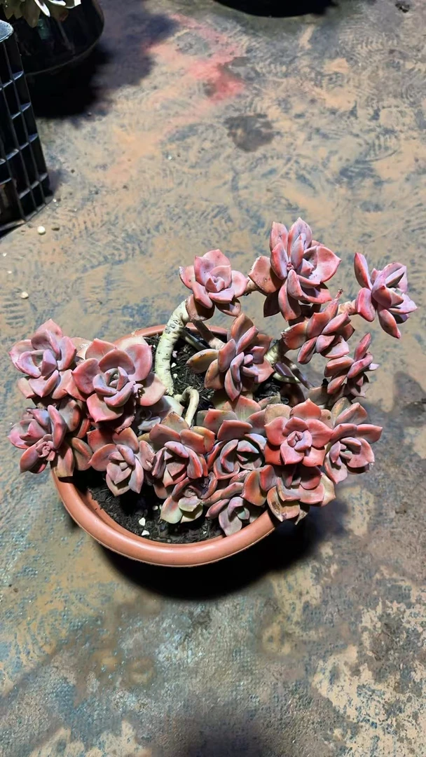 精品多肉 彩虹糖 好看好养