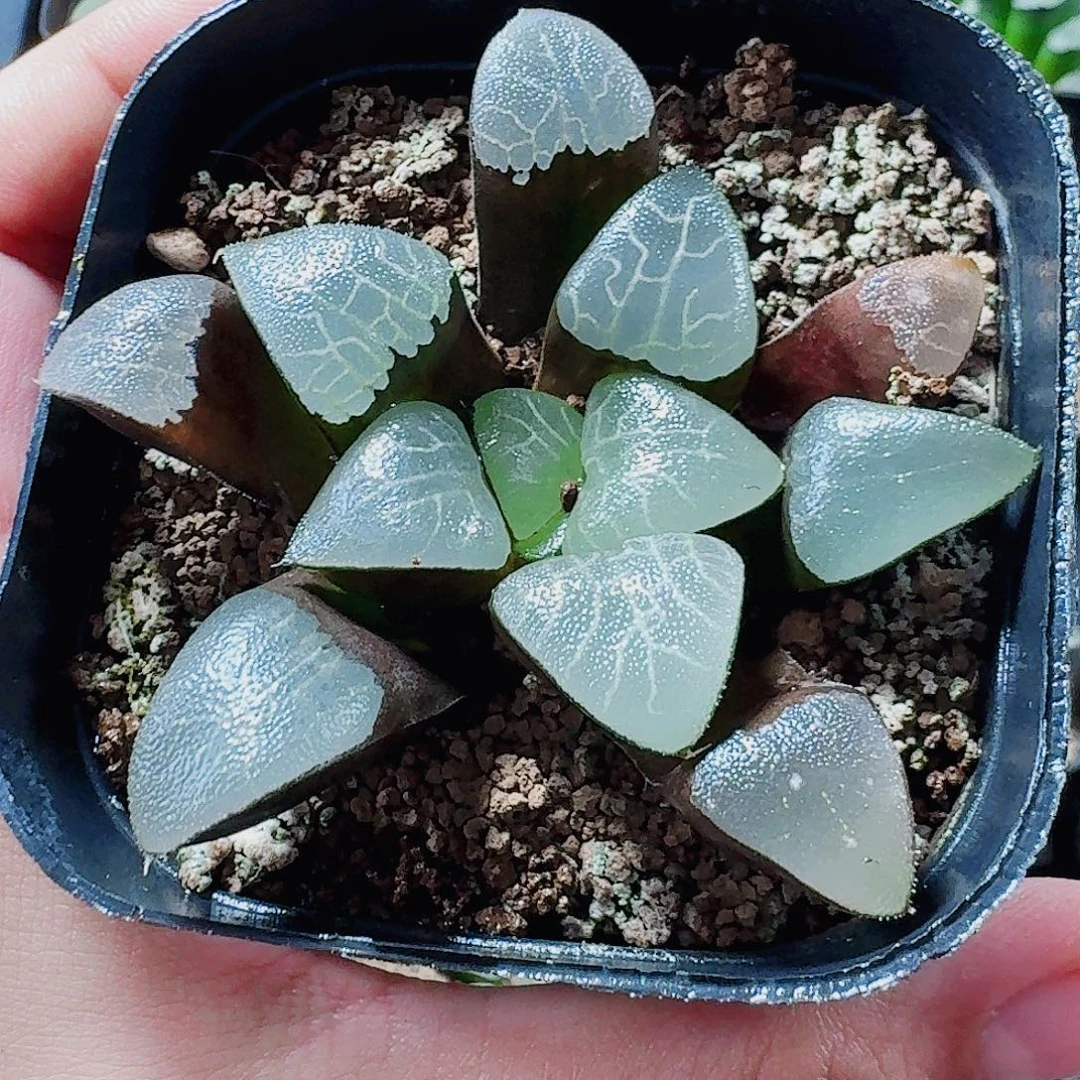 十二卷 实生克 福利