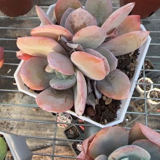 6奶茶多肉植物多肉