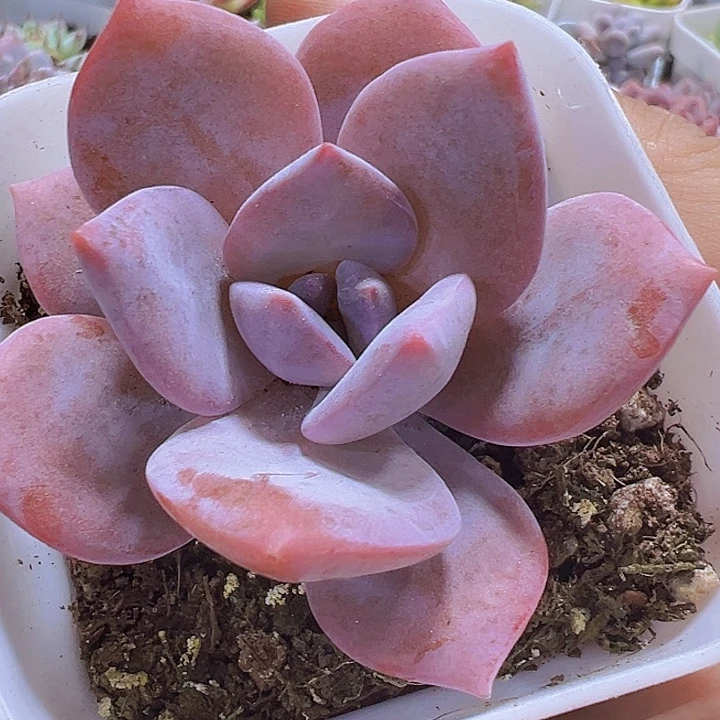红茶19包邮多肉植物