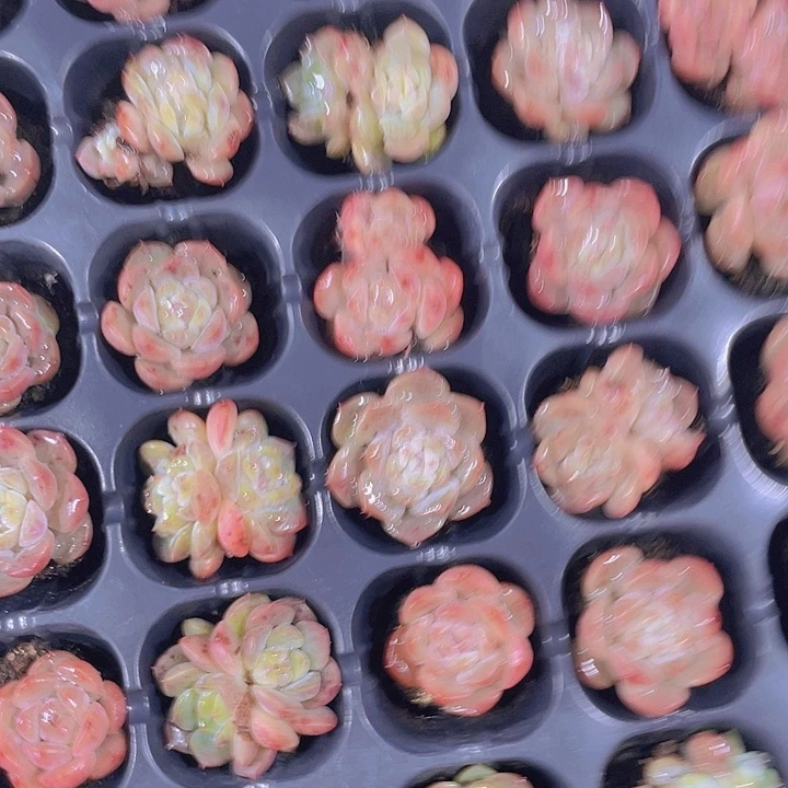 2颗一组不知名多肉