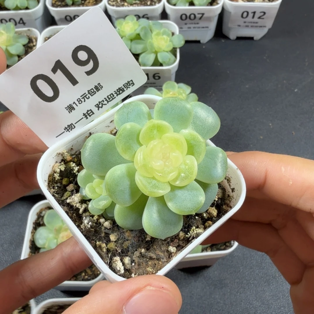 无尽灯带仔一物一拍019