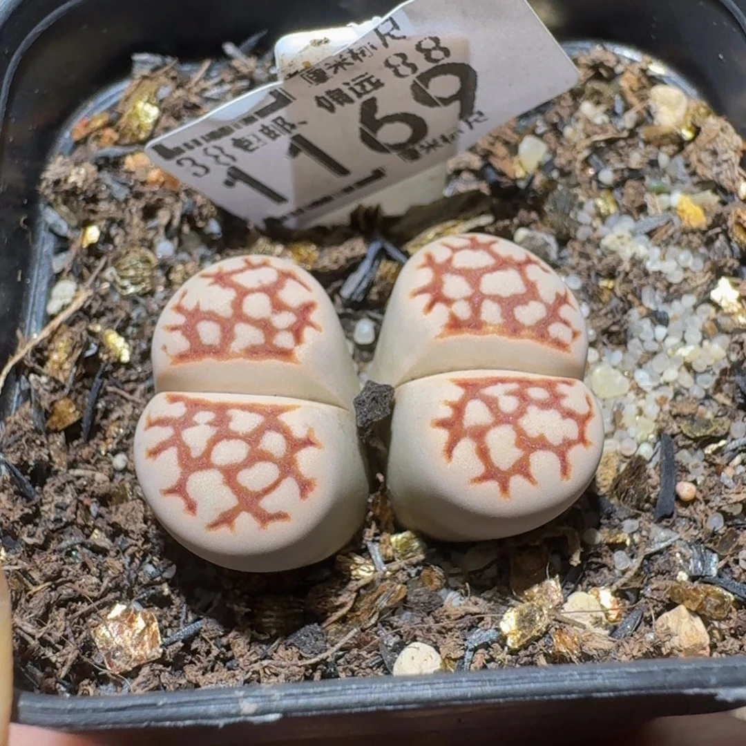 Ssss精品生石花1169