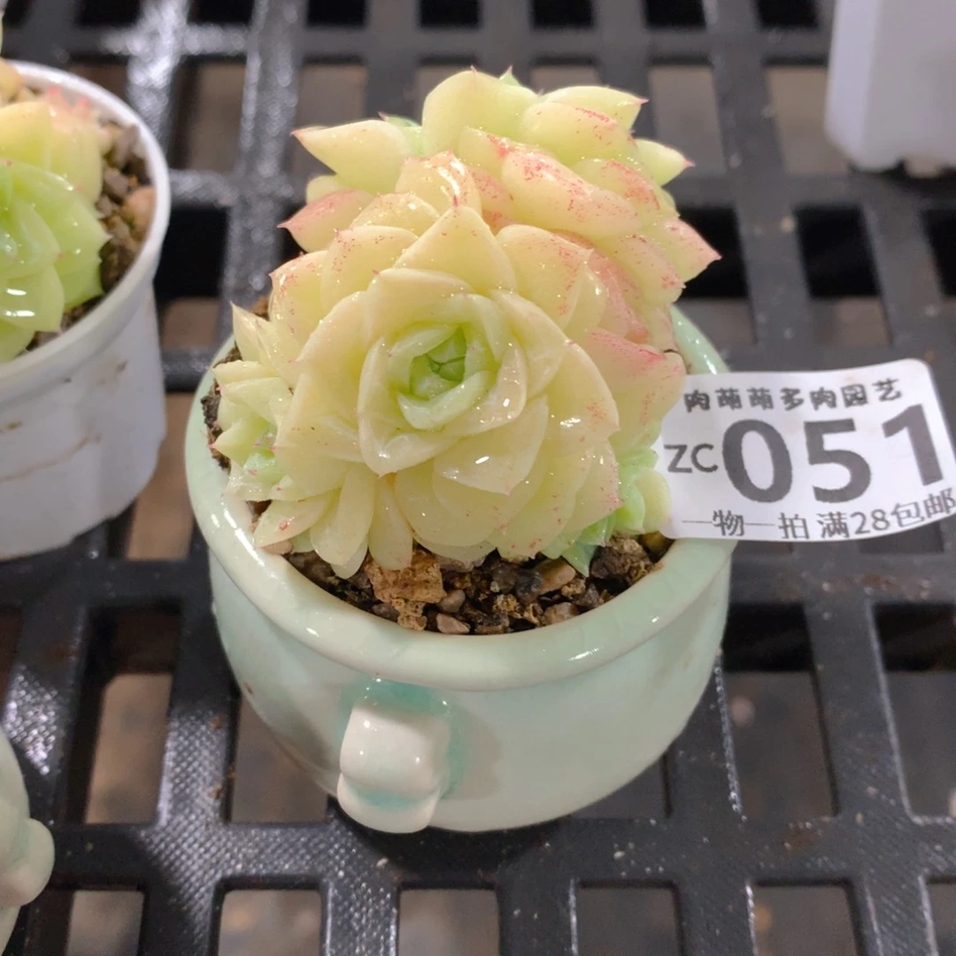 肉萌萌拇指盆精控多肉ZC051