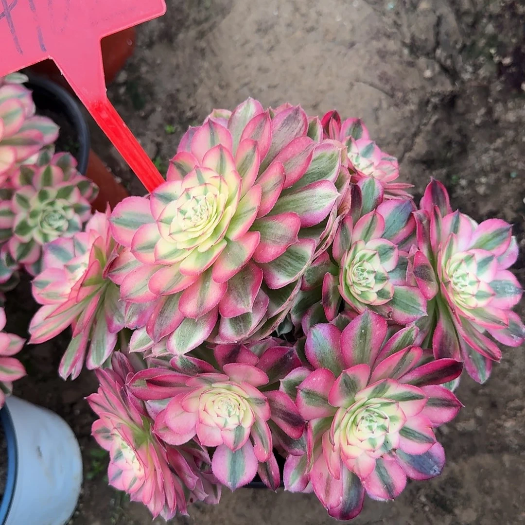 4102倾城多肉法师