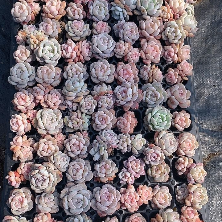 21 多肉植物盆栽花卉植物