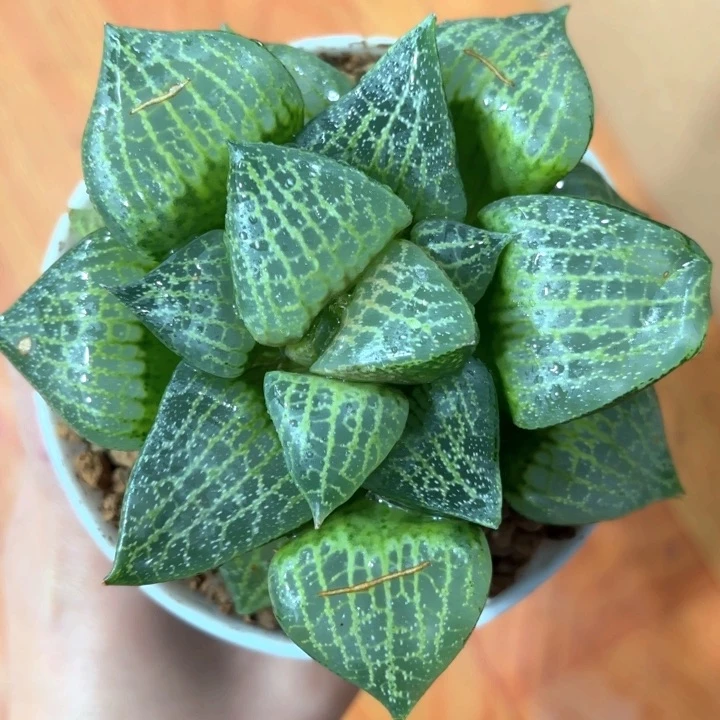 老母本白鲸康平多肉植物