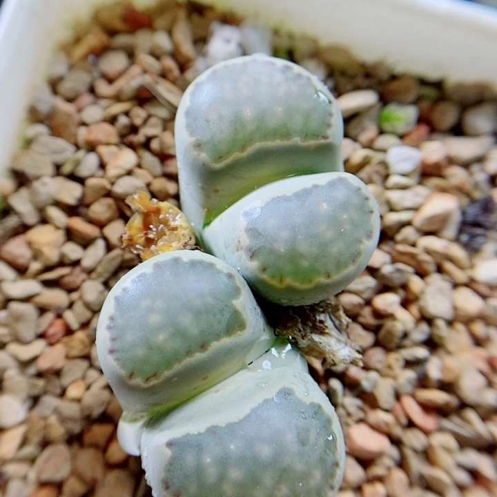 生石花花花花花花花391