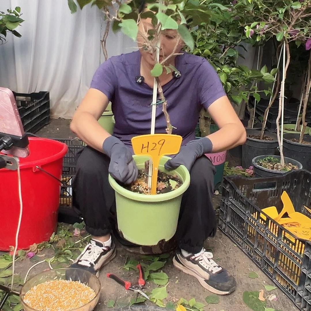 大***付当前无花栽培后可以开花H29金色光辉
