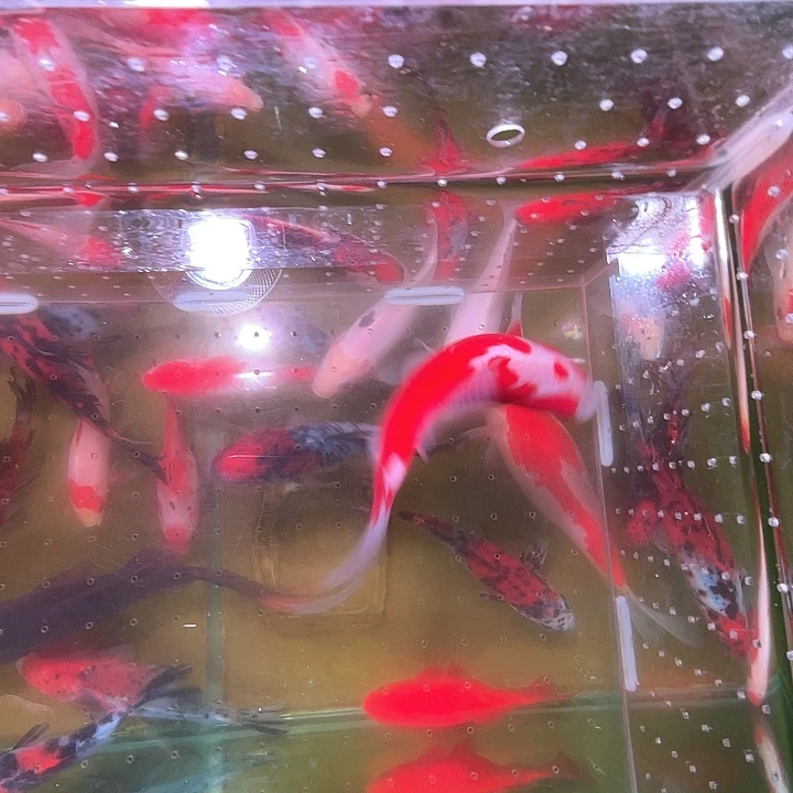 海水鱼品相自荐全场包邮