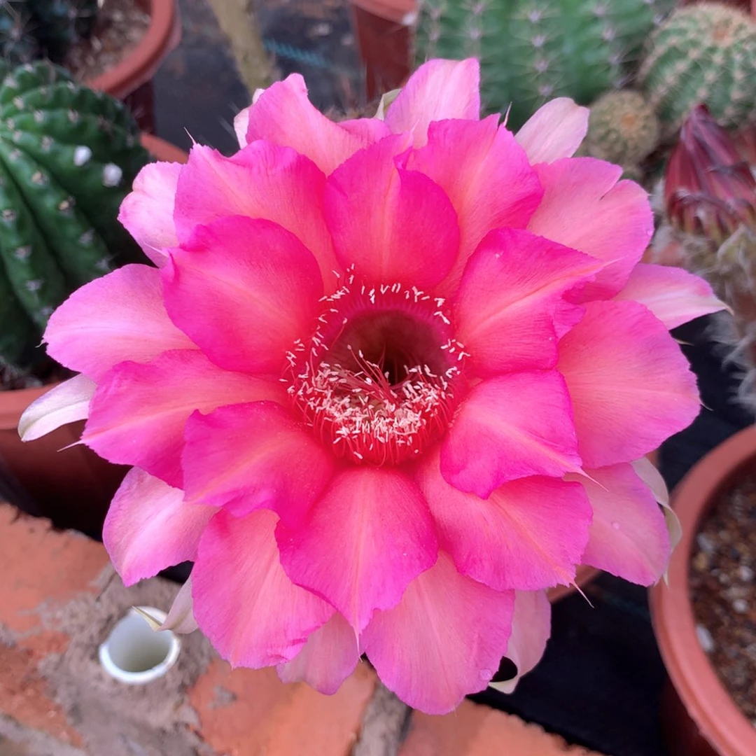 3617实生彩草15公分杯瑕疵