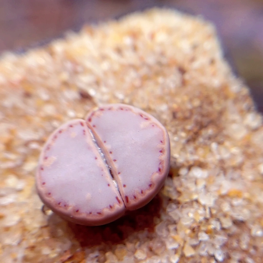 *****202号带盆包邮发货