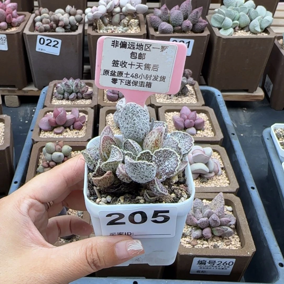 莫*儿205花螺多肉植物