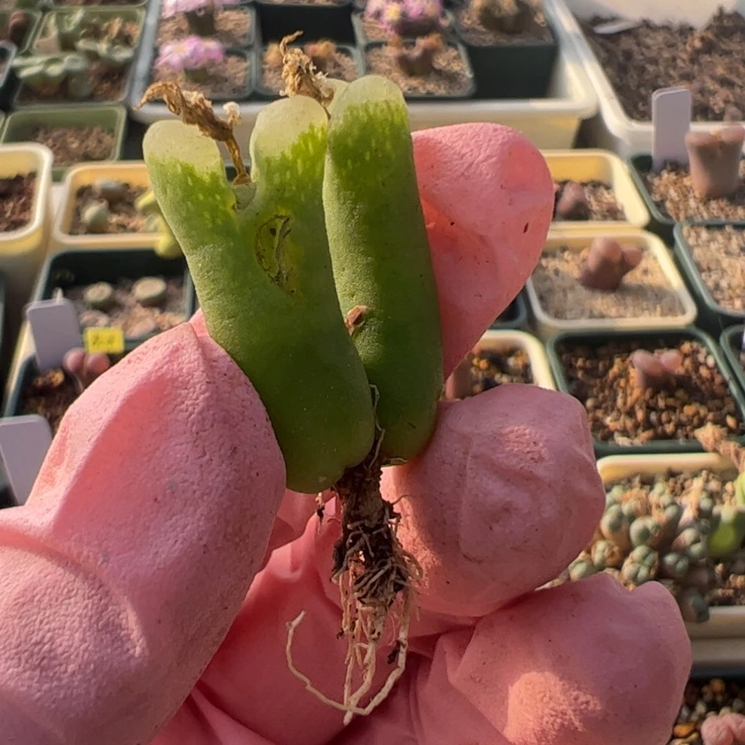 292 好看的多肉冲冲冲q