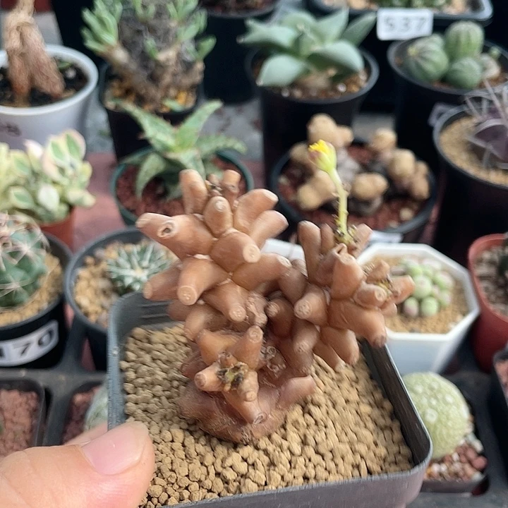 728蛮鬼塔厚墩菊块根