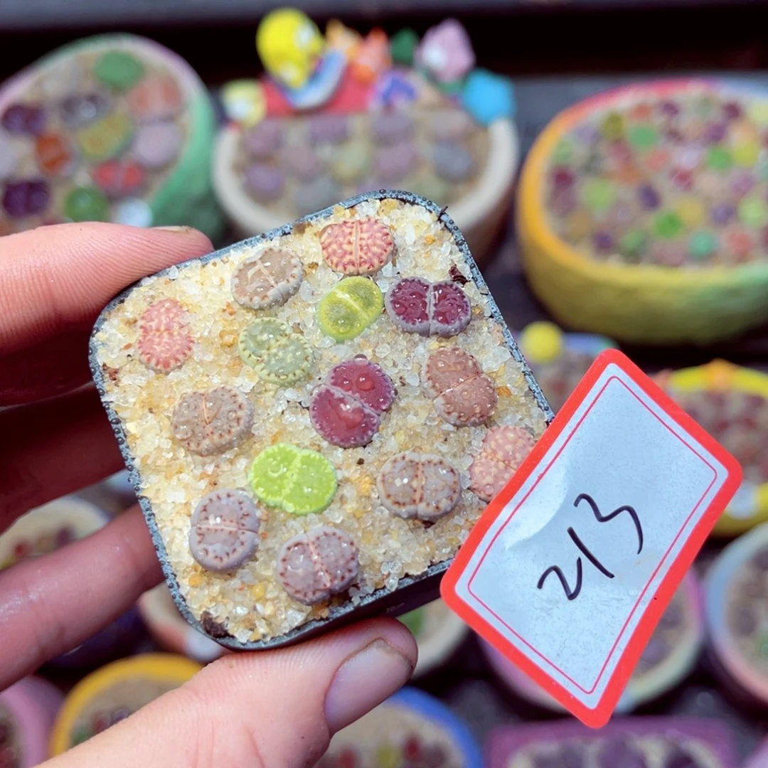 213生石花带盆发1