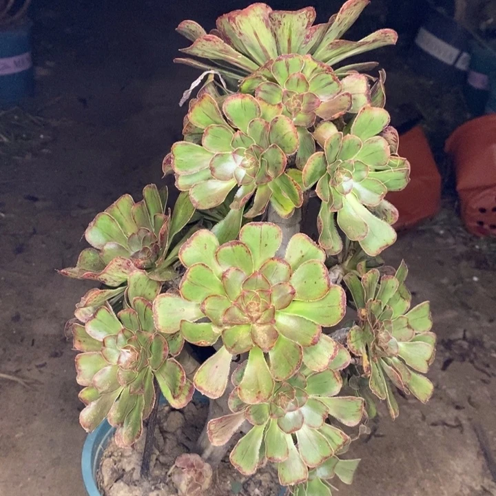 拉丝锦多肉植物65