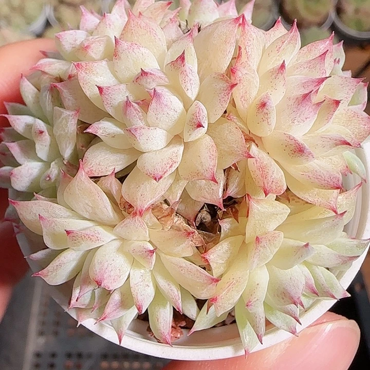 1115------87麦秆群