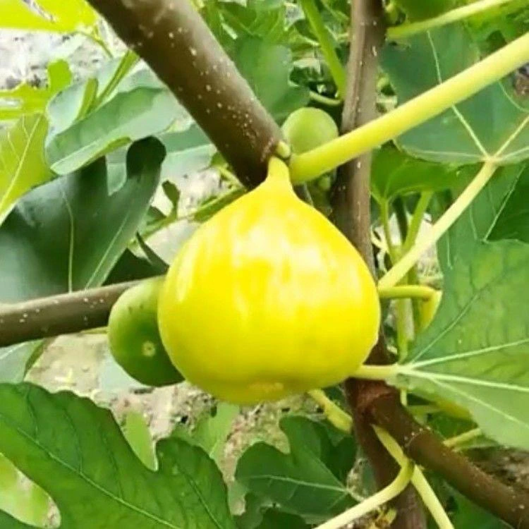 超大果金傲芬高甜度无花果盆栽附近地栽南北方种植当年结果女朋友