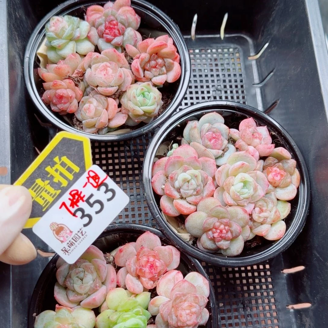 多肉植物多肉植物