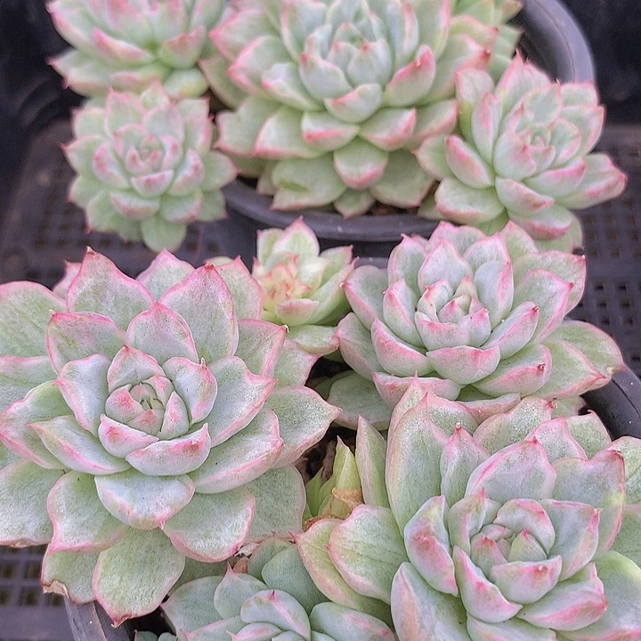 t031饺子锦4头发货