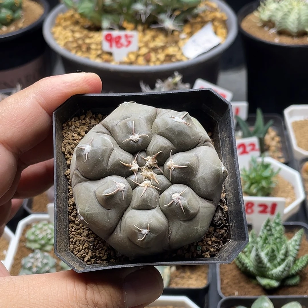 实生龟甲铅皮 带盆土包邮5.5公分