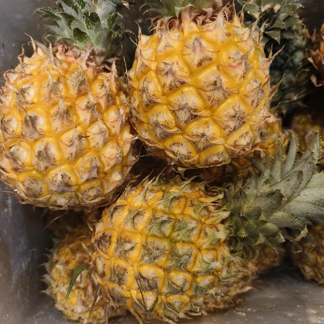 （明天到店自提）菠萝（9.9元5个）