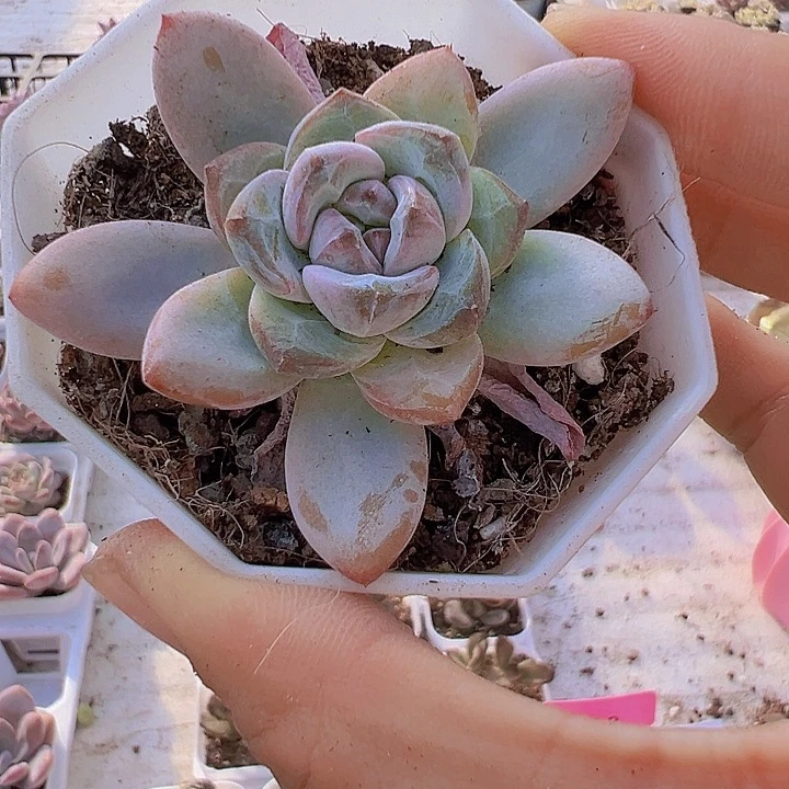 星星雪带盆19包邮多肉