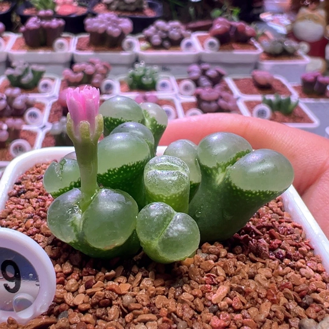 0905，绿安格，肉锥植物