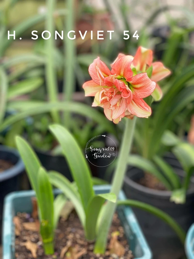 S孤挺花园 SV54 新品 带盆 朱顶红