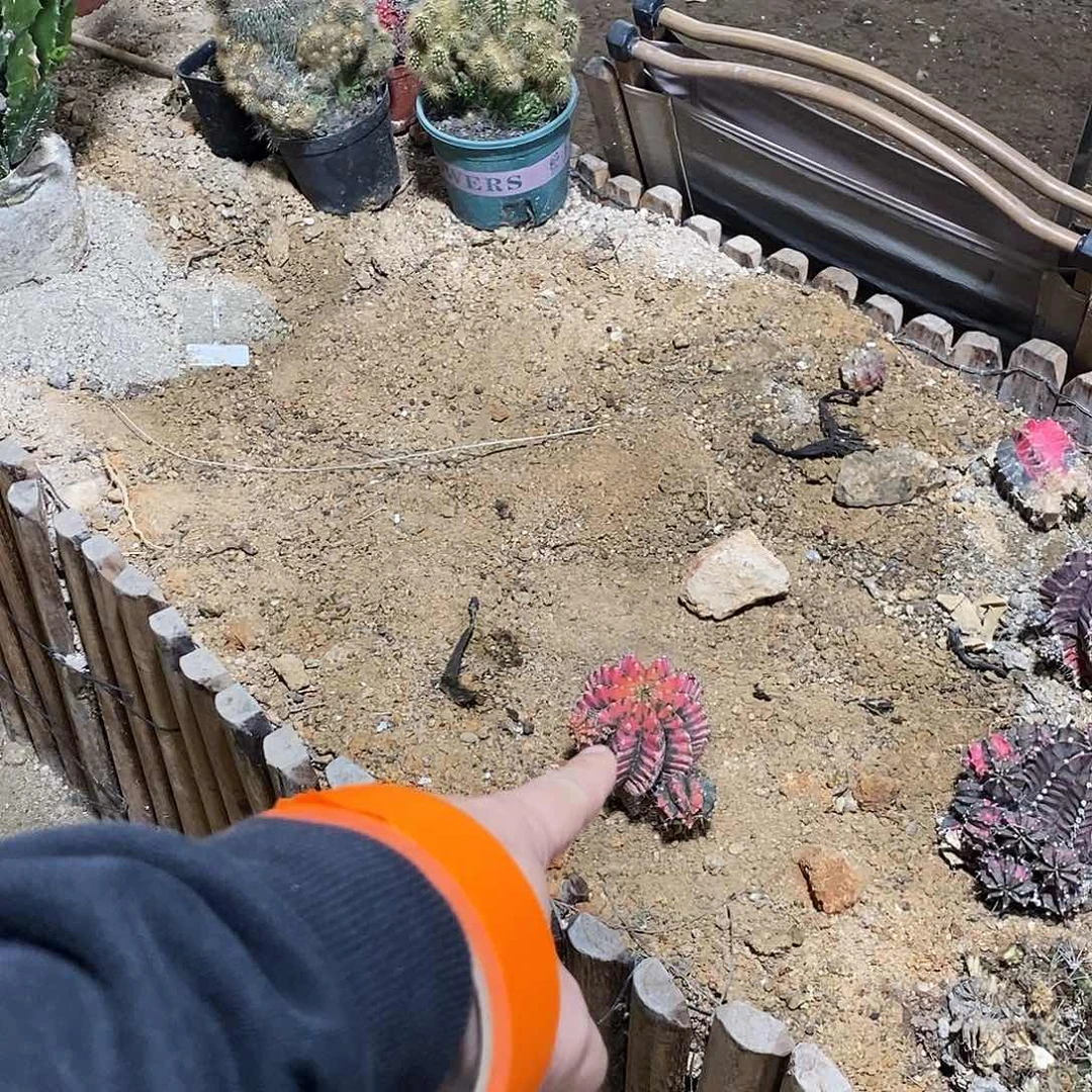 为***成红球一个。