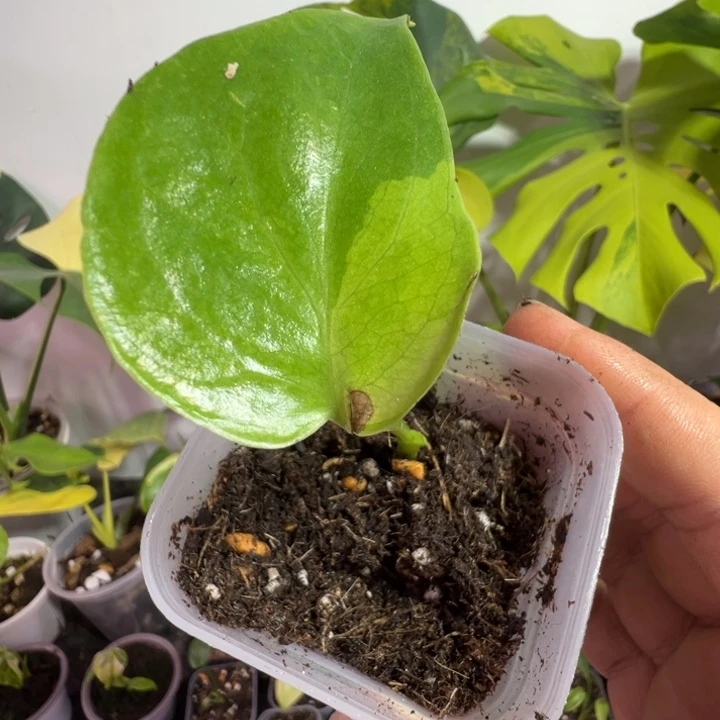 斑****完全开放龟背竹种苗