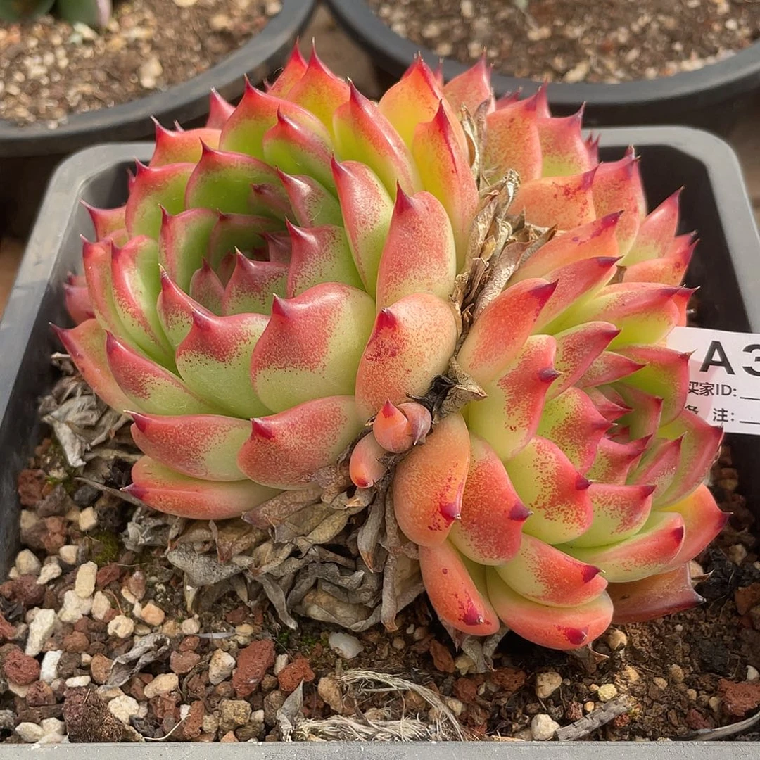 若如东云单拍A335