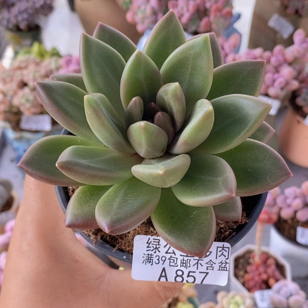 谜雾泡泡9cm857多肉植物