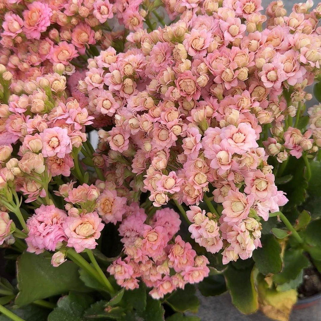 大部分开放少量花苞白猫长寿花