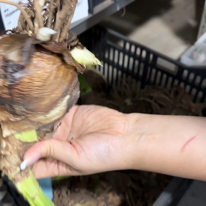 火烈鸟黛丝8.5公分丑球