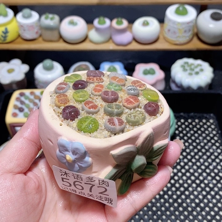 带盆土植物 一物一拍